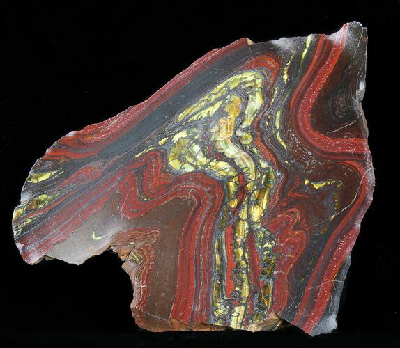 Polished Tiger Iron Stromatolite - ( Billion Years) #40452